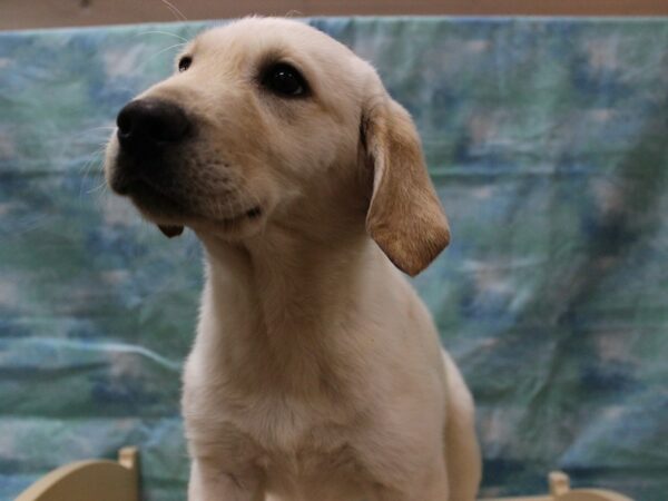 Goldador-DOG-Female-LIGHT CRM-25057-Petland Racine, Wisconsin