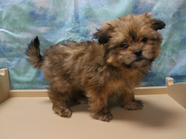 Shihpom DOG Female Brown 25150 Petland Racine, Wisconsin