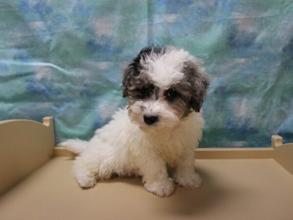 Havapoo-DOG-Male-White Merle-25159-Petland Racine, Wisconsin