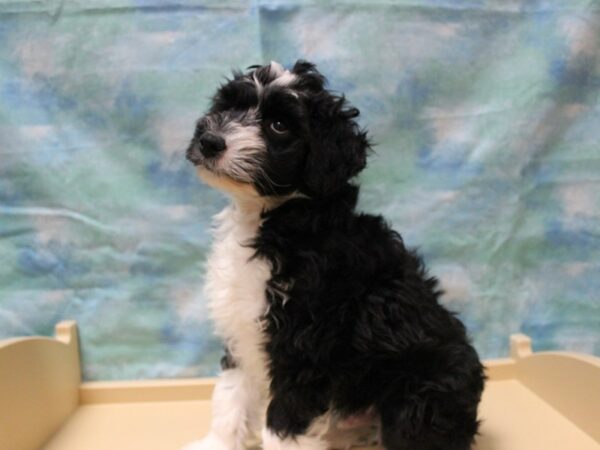 Aussiepoo-DOG-Male-Blue / White-25157-Petland Racine, Wisconsin