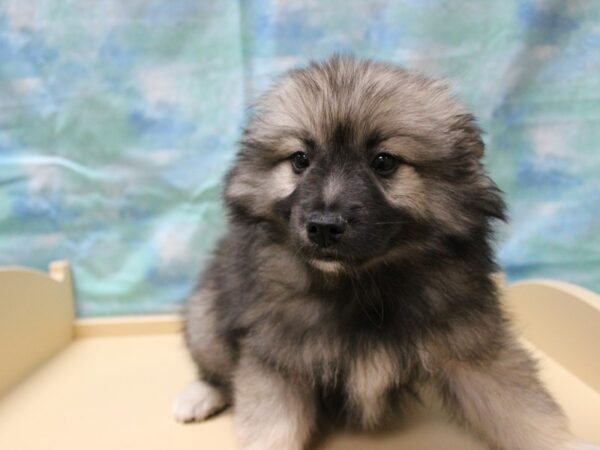 Keeshond/American Eskimo-DOG-Female-Black / Silver-25146-Petland Racine, Wisconsin