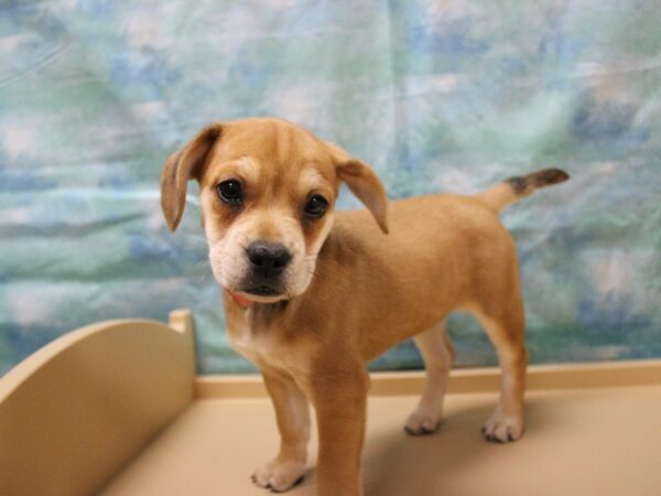 Frengle DOG Female dark fawn 25149 Petland Racine, Wisconsin