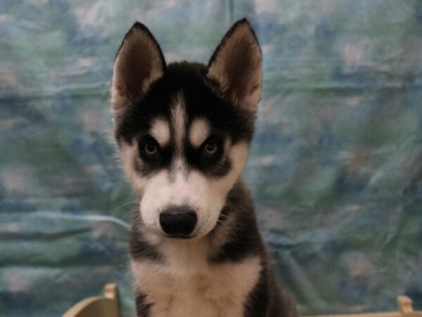 Siberian Husky-DOG-Male-Black / White-25161-Petland Racine, Wisconsin