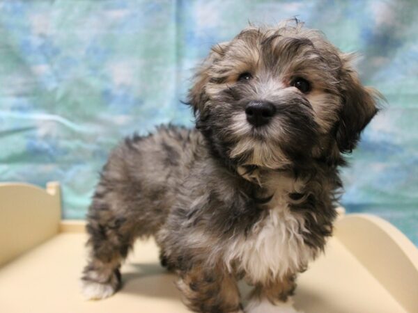 Havanese-DOG-Male-Sable-25160-Petland Racine, Wisconsin
