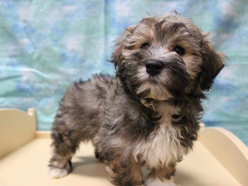 Havanese Puppy Sable ID:25160 Located at Petland Racine, Wisconsin