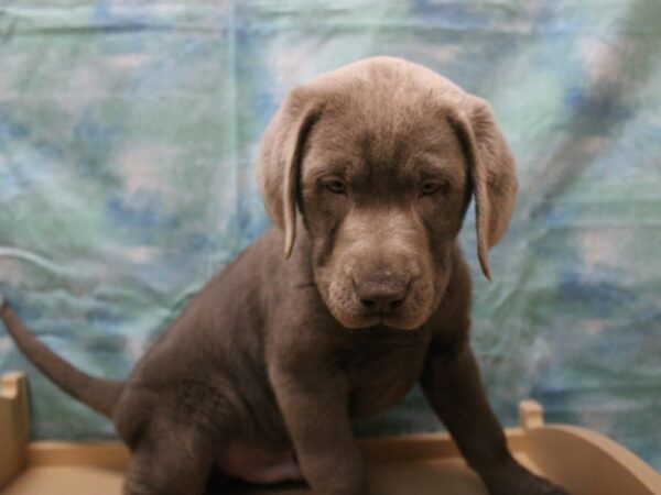 Labrador Retriever-DOG-Male-Silver-25163-Petland Racine, Wisconsin