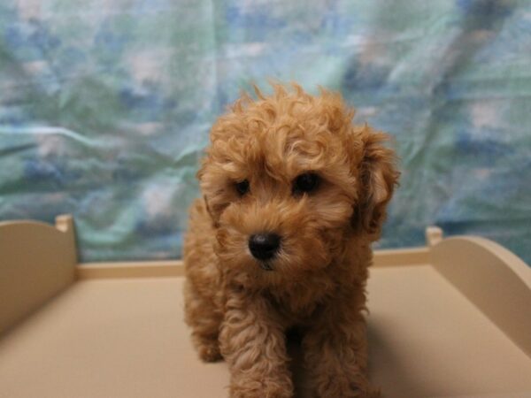 Poodle-DOG-Male-Red-25152-Petland Racine, Wisconsin