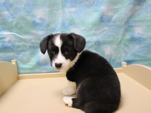 Cardigan Welsh Corgi DOG Male Black / White 25155 Petland Racine, Wisconsin