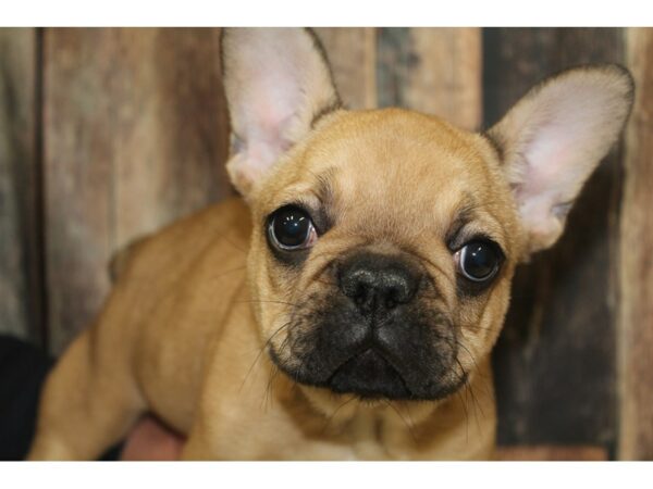 French Bulldog-DOG-Male-Brindle-16007-Petland Racine, Wisconsin