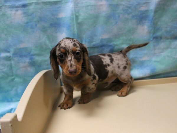 Dachshund-DOG-Male-C/T/DAP-25184-Petland Racine, Wisconsin