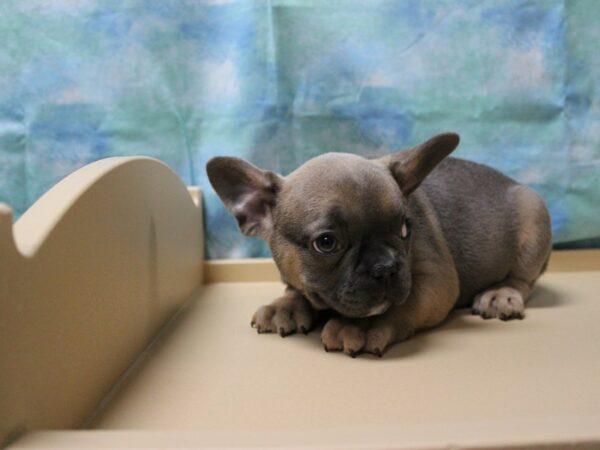 French Bulldog-DOG-Male-BLUE FAWN-25176-Petland Racine, Wisconsin