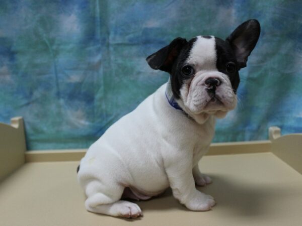 French Bulldog-DOG-Male-WH/BRIN-25177-Petland Racine, Wisconsin