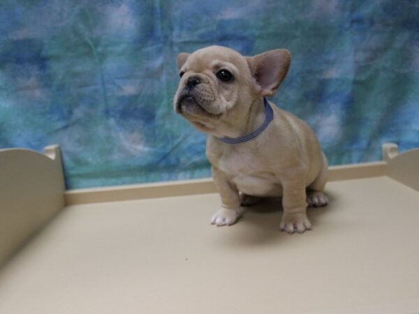 French Bulldog-DOG-Male-BLONDE-25170-Petland Racine, Wisconsin