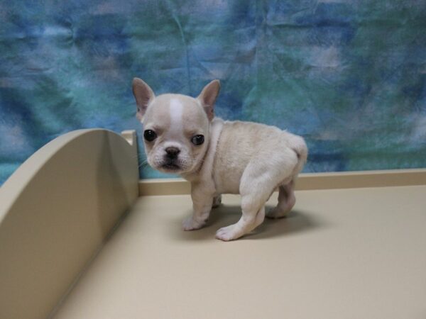 French Bulldog-DOG-Male-BLONDE-25172-Petland Racine, Wisconsin