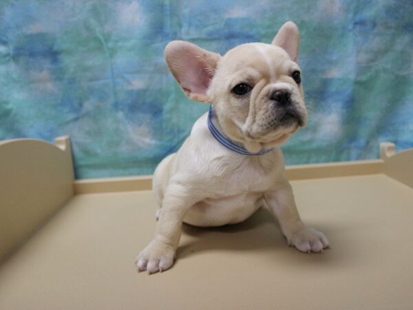 French Bulldog-DOG-Male-BLONDE-25171-Petland Racine, Wisconsin