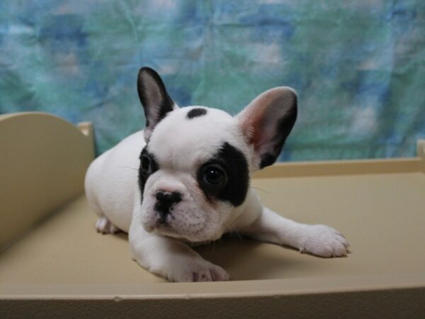 French Bulldog-DOG-Female-WH/BRIN-25178-Petland Racine, Wisconsin