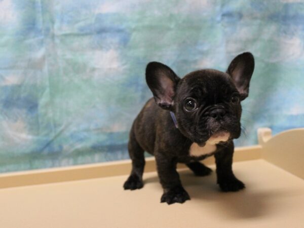 French Bulldog-DOG-Female-BRINDLE-25179-Petland Racine, Wisconsin
