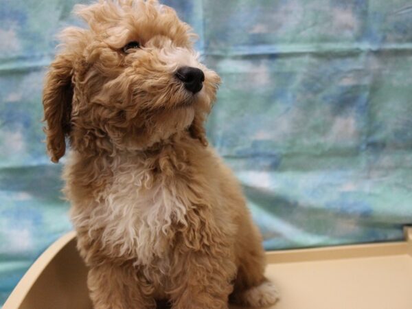 F1B Mini Goldendoodle-DOG-Male-APCT-25182-Petland Racine, Wisconsin