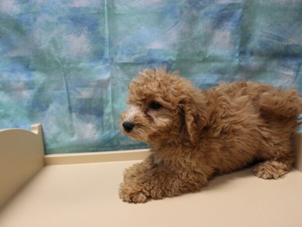 F1B Mini Goldendoodle-DOG-Female-APCT-25183-Petland Racine, Wisconsin