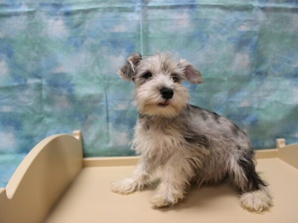 Miniature Schnauzer-DOG-Male-BLU/MERLE-25180-Petland Racine, Wisconsin