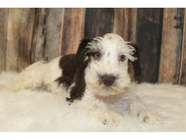 Miniature Schnauzer-DOG-Male-White / Chocolate-16035-Petland Racine, Wisconsin