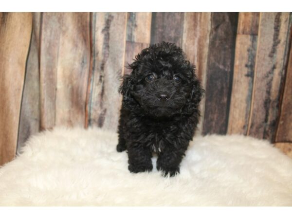 Cock A Poo 2nd Gen DOG Female Black 16036 Petland Racine, Wisconsin