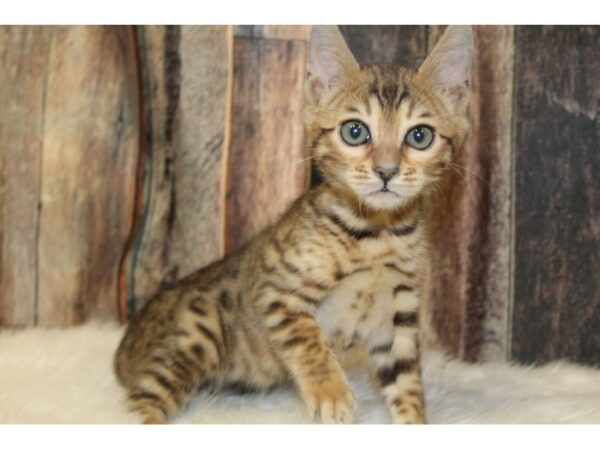 Bengal-CAT-Male-Brown Marble-16037-Petland Racine, Wisconsin