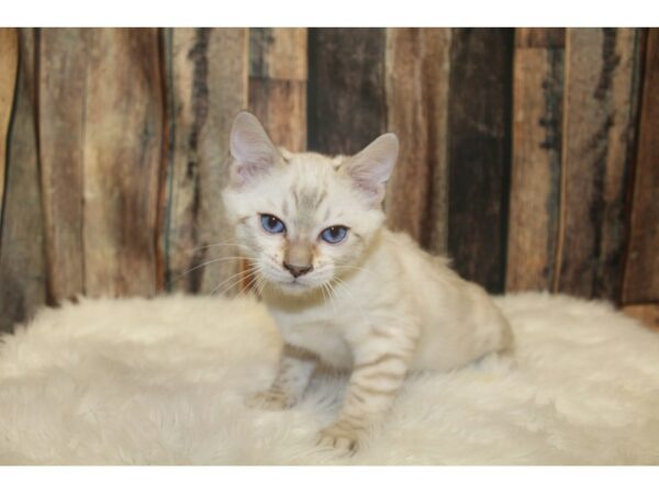 Bengal CAT Male White / Silver 16038 Petland Racine, Wisconsin