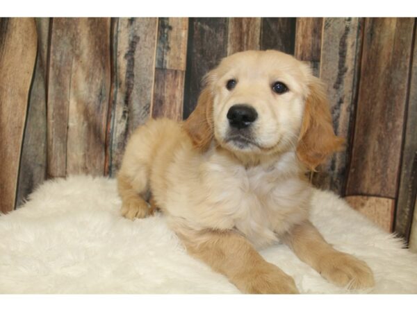 Golden Retriever-DOG-Male-Cream-16039-Petland Racine, Wisconsin
