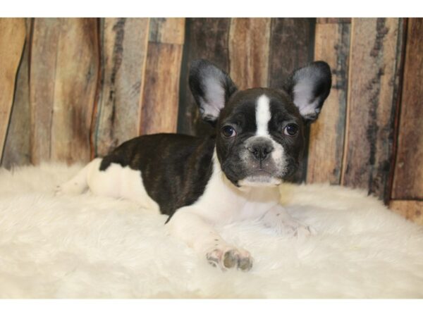 French Bulldog-DOG-Male-Brindle / White-16041-Petland Racine, Wisconsin