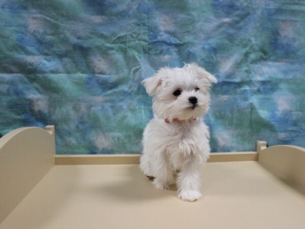 Maltese-DOG-Female-White-25194-Petland Racine, Wisconsin