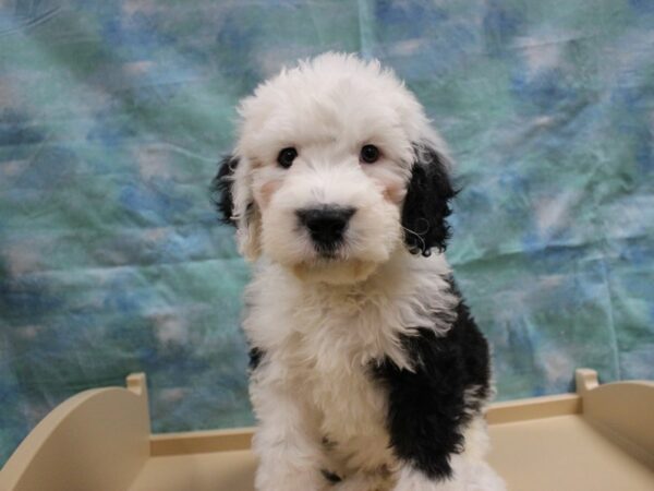 Old English Sheepdog/Poodle-DOG-Male-Black / White-25192-Petland Racine, Wisconsin