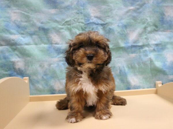 Lhasapoo DOG Male Red 25190 Petland Racine, Wisconsin