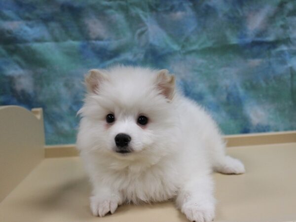 Pomskimo-DOG-Male-White-25196-Petland Racine, Wisconsin