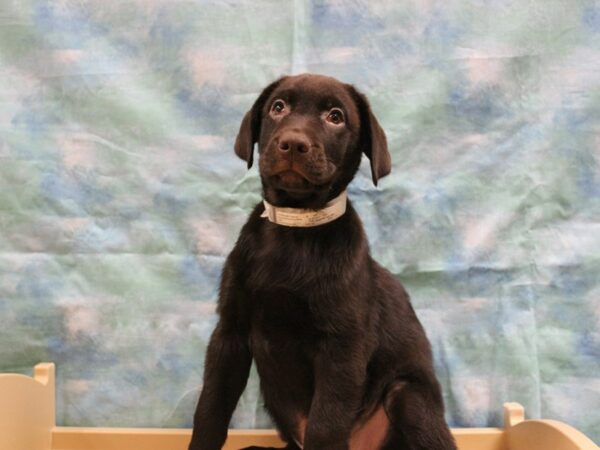 Labrador Retriever-DOG-Male-Chocolate-25195-Petland Racine, Wisconsin
