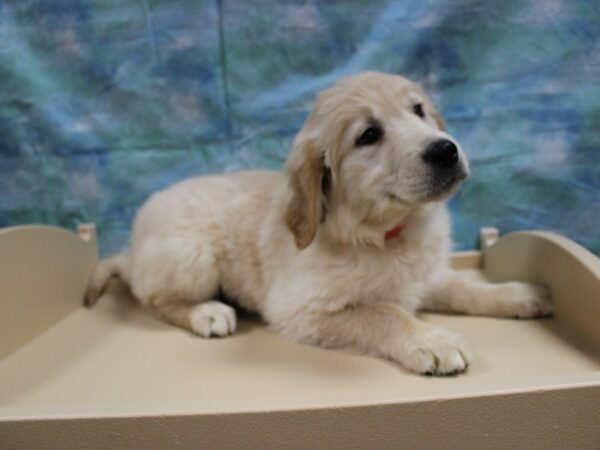Golden Retriever-DOG-Female-Cream-25193-Petland Racine, Wisconsin