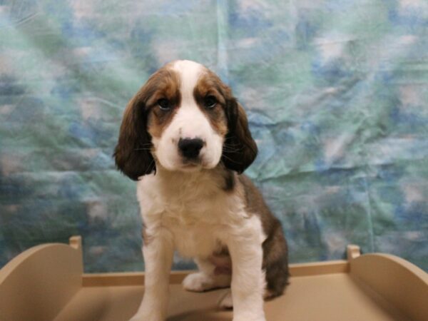 English Springer Spaniel DOG Male Sable / White 25188 Petland Racine, Wisconsin