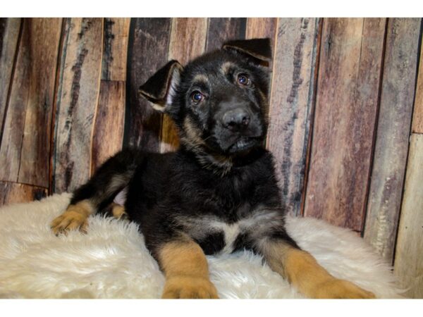 German Shepherd Dog-DOG-Male-Black / Tan-16046-Petland Racine, Wisconsin