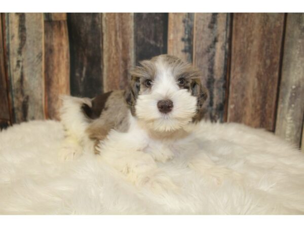 Miniature Schnauzer-DOG-Male-Chocolate Merle-16048-Petland Racine, Wisconsin