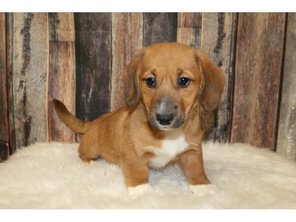 Dachshund/Pembroke Corgi-DOG-Female-Red / White-16049-Petland Racine, Wisconsin