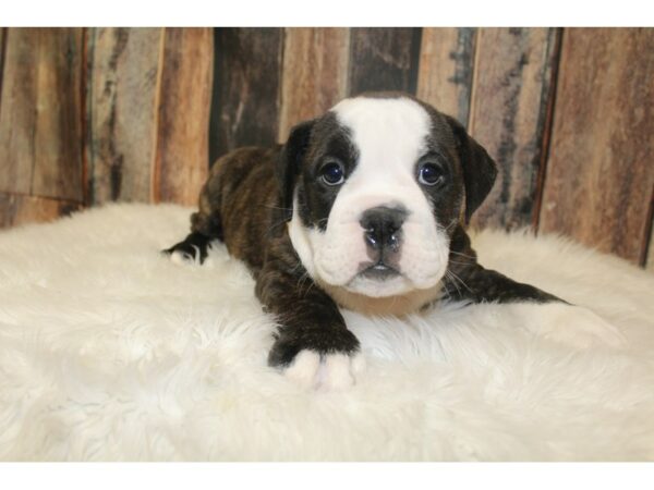 Bulldog DOG Female Brindle 16050 Petland Racine, Wisconsin