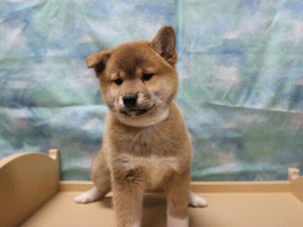 Shiba Inu-DOG-Male-Red-25200-Petland Racine, Wisconsin