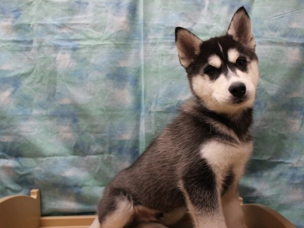 Siberian Husky-DOG-Male-Black / White-25204-Petland Racine, Wisconsin