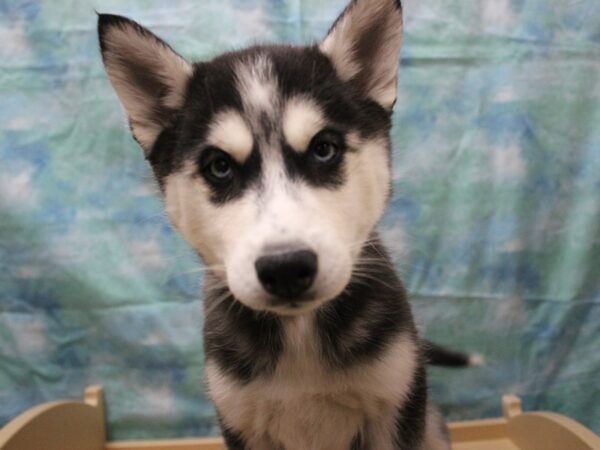 Siberian Husky-DOG-Female-Black / White-25203-Petland Racine, Wisconsin