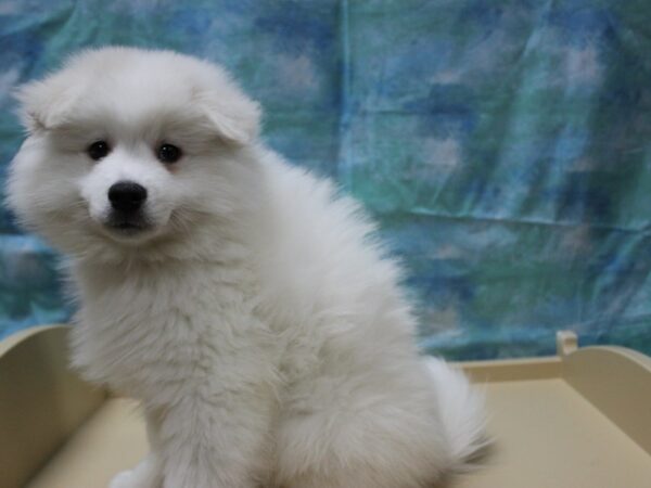 American Eskimo Dog-DOG-Male-White-25208-Petland Racine, Wisconsin