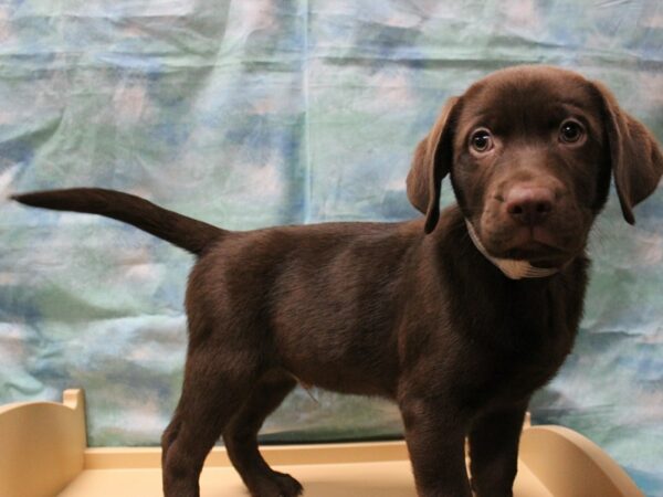 Labrador Retriever-DOG-Male-Chocolate-25202-Petland Racine, Wisconsin