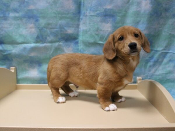 Dachshund/Pembroke Corgi-DOG-Male-Red / White-25210-Petland Racine, Wisconsin