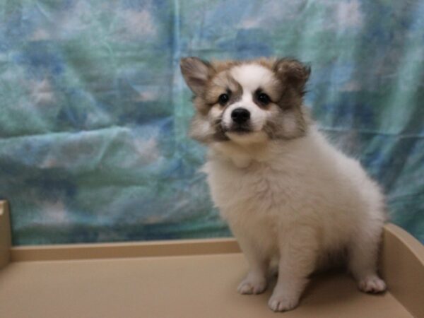 American Eskimo/Pomsky DOG Male Brown / White 25211 Petland Racine, Wisconsin