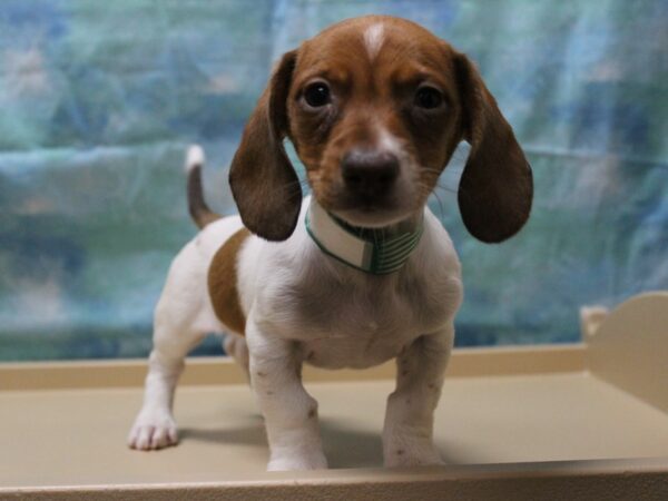 Dachshund-DOG-Male-RED PIED-25217-Petland Racine, Wisconsin