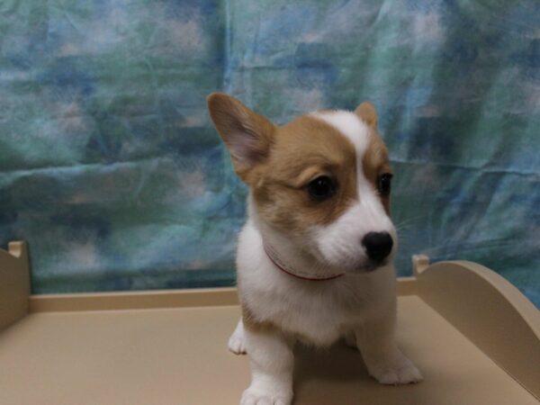 Pembroke Welsh Corgi-DOG-Female-Red / White-25206-Petland Racine, Wisconsin